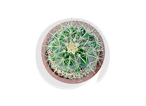 Top view of small plant in pot, succulents or cactus isolated on white background, clipping path included