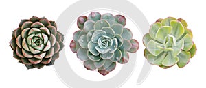 Top view of small potted cactus succulent plants, set of three various types of Echeveria succulents including Raindrops Echeveria