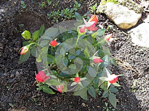 Top view of a small rose bush with unopened buds.