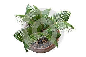 Top view of Small Sago Palm is growing in pot on white background.