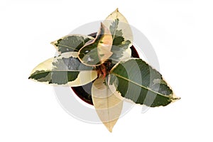 Top view of small tropical `Ficus Elastica Tineke Variegata` rubber fig tree plant on white background