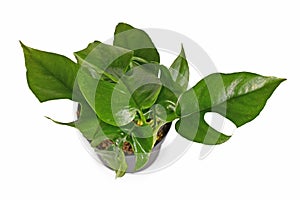 Top view of small tropical \'Rhaphidophora Tetrasperma\' houseplant with leaves with holes isolated on white background