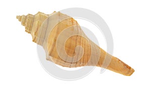 Top view of a small whelk seashell isolated on a white background