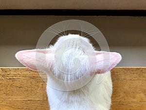 top view of a small white cat sitting on the wooden table