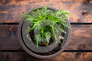 top view of a smart pot with healthy soil and plant roots