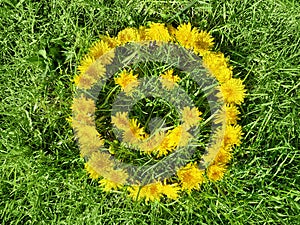 Top view on Smile of yellow dandelion flowers