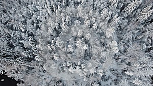 Top view of snow-covered trees in the forest