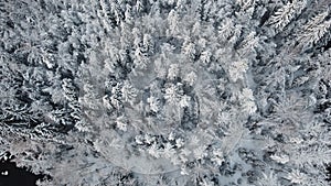 Top view of snow-covered trees in the forest photo