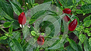 Top view of some red chilli peppers plant in a garden.