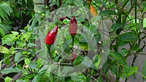 Top view of some red chilli peppers plant in a garden.