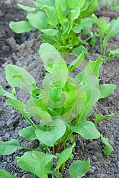 Top view on sorrel on the grower bed.