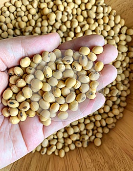 Top view of soybean seeds in hand and a lot of soybean piles