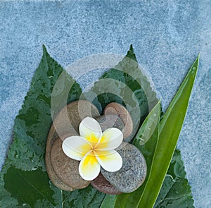 Top view of spa flower with big leaves and stones