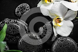 Top view of spa setting of white orchid phalaenopsis and black zen stones with drops in water