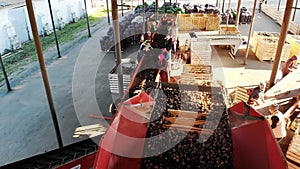 top view. special mechanized process of Potato sorting at farm. potatoes are unloaded on conveyor belt, and workers are