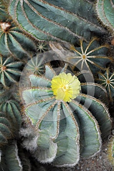 Top view of spiny blooming cactus in tropical garden