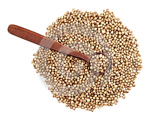 Top view of spoon on coriander seeds on white