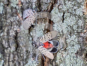 Top view of Spotted Lanternfly Lycorma delicatula, Berks County, Pennsylvania