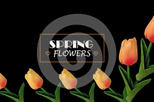 Top view, Spring flowers concept by orange yellow tulips flower frame isolated on black background for design or stock photo,
