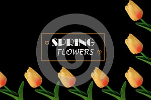Top view, Spring flowers concept by orange yellow tulips flower frame isolated on black background for design or stock photo,