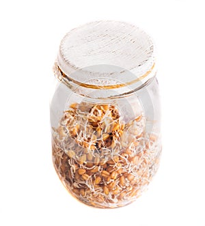 Top View of Sprouting Weat Seeds Growing in a Jar