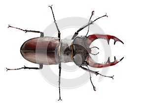 Top view of Stag Beetle photo