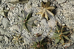 Top view of star shape cacti. natural background