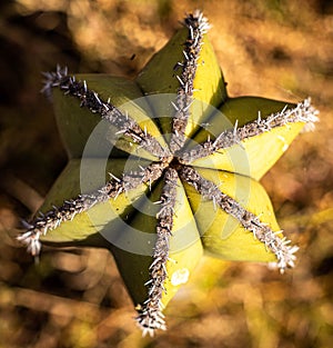 Top view of a star shaped cactus photo