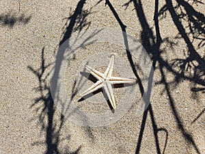 Top view of starfish and herbal shadows on beach sand. Summer background. Copy space, flatlay, lifestyle. Place for text and