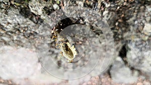 Top view of a stingless bee nest. Eusocial community of Tetragonisca angustula.