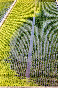 Top view of straight rows of green rice asian fields. Natural background