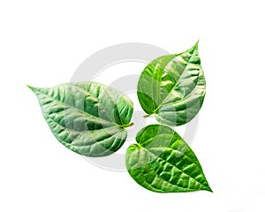 Top view studio shot three raw betel leaves or paan isolated on white