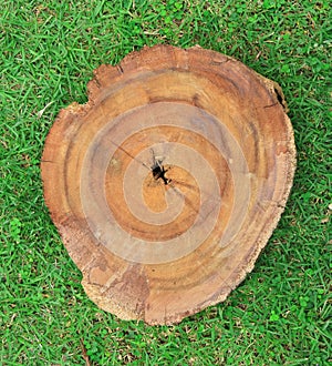 Top view stump on bright green grass