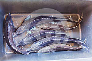 Top view of sturgeon in a container caught on a fish farm