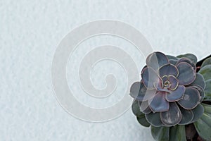Top view of succulent Echeveria gibbiflora. Greeting card with flower