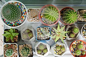 Top view succulent green cactus plants in glass house