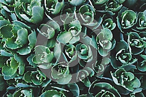 Top view of the succulent plant. Nature background. Soft colors. Hylotelephium telephium.
