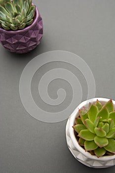 Top view of succulent plants, Echeveria Succulents in pot, grey background. Template for work space, or text