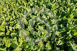 Top view on sugar beet field plant