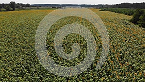 Top view on Sunflower Field from the Drone, Moving Across a Yellow Field