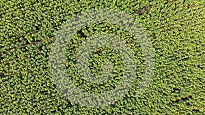 Top view on Sunflower Field from the Drone, Moving Across a Yellow Field