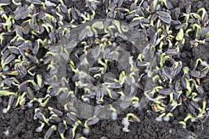 Top view of sunflower seeds sprouting in the ground, with green seedlings emerging from black soil