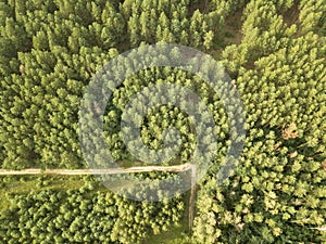 Top view on a sunny summer day on a dirt road through the foliage of the forest. Natural background. Aerial view from