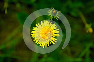 Top view sunny yellow dandelion flower, close up
