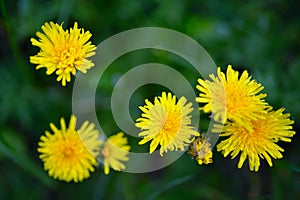 Top view sunny yellow dandelion flowers, close up