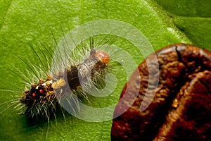 Top view super macro photo of small caterpillar on green leaf with coffee beans for compare size. Animal wildlife concept