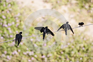 Top view of swallow birds.