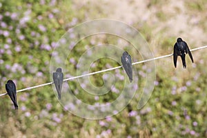 Top view of swallow birds.