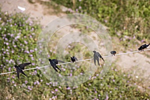 Top view of swallow birds.