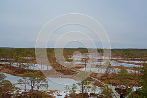 Top view of swamp in Estonia. Raised bog lakes in early springs. Viru bog nature trail. Bog boardwalk is a popular tourist destina